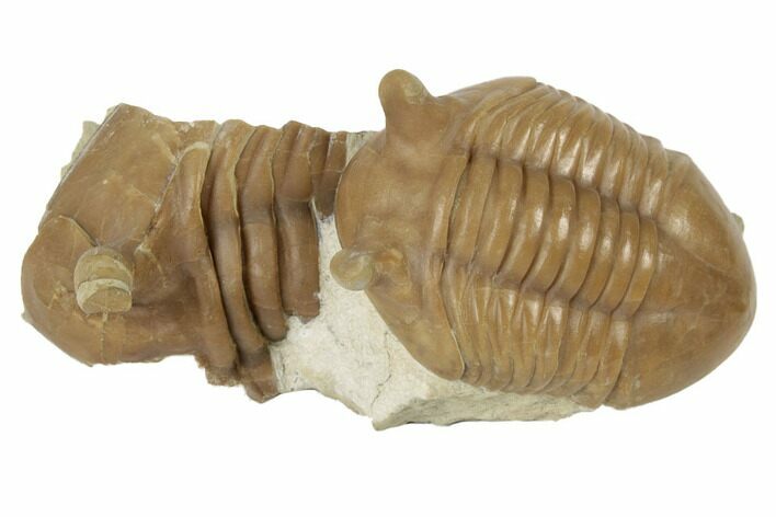 Two Stalk-Eyed, Asaphus Punctatus Trilobites - Russia #191160